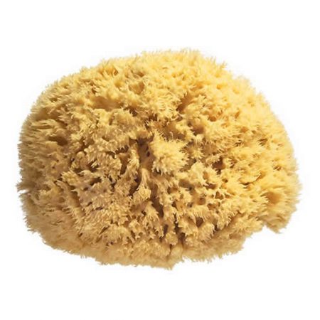 ספוג רחצה טבעי – Natural Sea Sponges